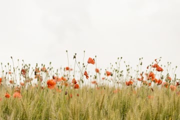 A poppy field