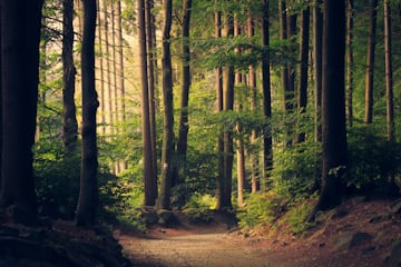 A woodland walk